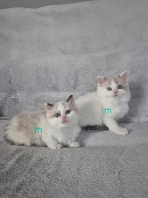 Ragdoll Bicolor si Colorpoint - imagine 2