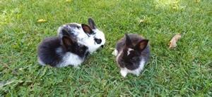 Iepurași de vânzare  - imagine 6