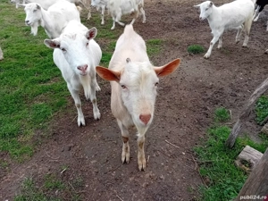 Vind um țap bun de monta 