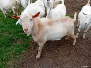 Vind 10 capre gestante și un țap  - imagine 2