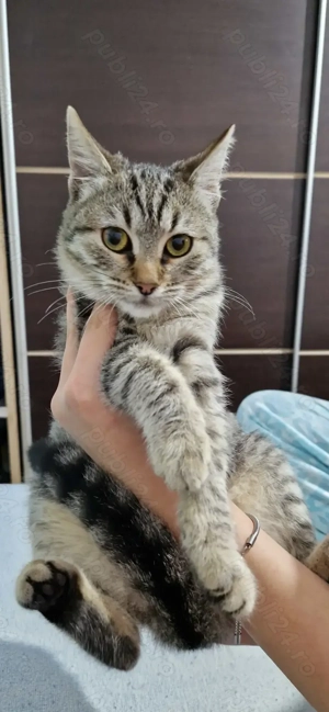 Donez pui de pisică - femelă și mascul - imagine 3