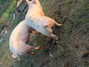 Vînd purcea marele alb cu landras 170kg,la preț de 15 Ron kg - imagine 2