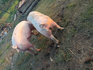 Vînd purcea marele alb cu landras 170kg,la preț de 15 Ron kg - imagine 5