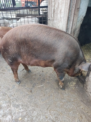 Porc pentru Craciun - imagine 2