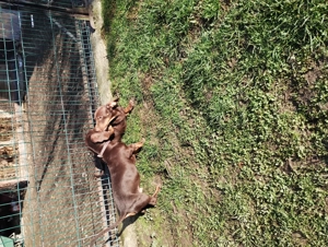 Pui Teckel maro,par scurt - imagine 5