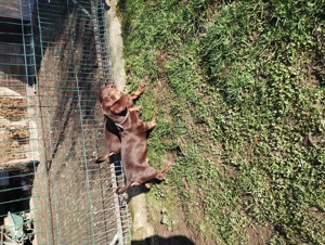 Pui Teckel maro,par scurt - imagine 3