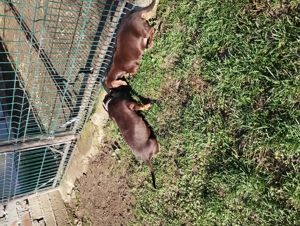 Pui Teckel maro,par scurt - imagine 4