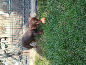 Pui Teckel maro,par scurt - imagine 2