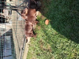 Pui Teckel maro,par scurt