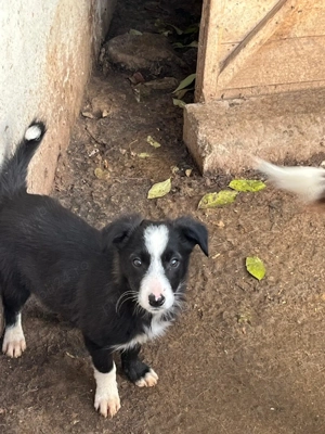Căței Border Collie - imagine 2