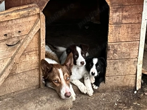 Căței Border Collie - imagine 3