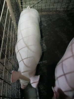 Vind o Purcea marele ALB 