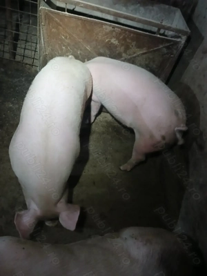 Vind porcii grași MARELE ALB  - imagine 3