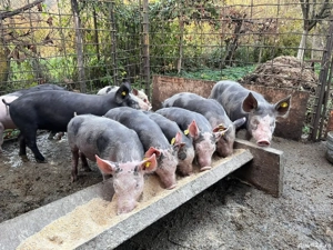 vand purcei petrean  - imagine 2