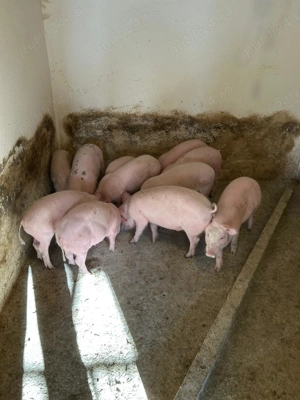 Vând purcei 35- 40 kg