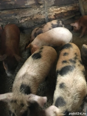 vand purcei - imagine 3