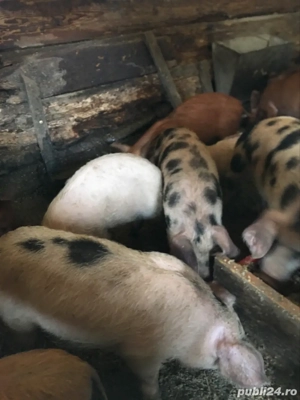 vand purcei - imagine 2