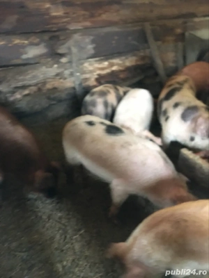 vand purcei - imagine 4