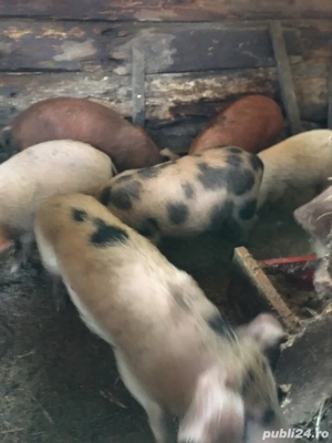 vand purcei - imagine 5