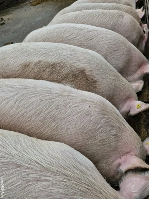 Vand porci - imagine 3