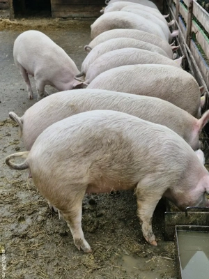 Vand porci - imagine 4