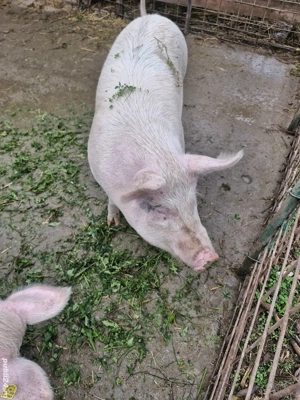 Vand porci - imagine 2