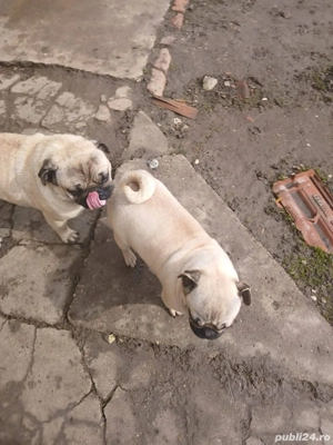 disponibili fetita si baiat pug mops baiatu are 4 ani si fetita 3 ani  
