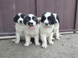 Pui de Ciobanesc Romanesc De Bucovina - imagine 5