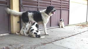 Pui Ciobanesc De Bucovina