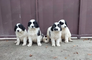 Pui de Ciobanesc Romanesc De Bucovina - imagine 3