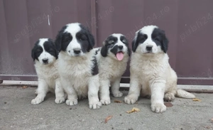 Pui de Ciobanesc Romanesc De Bucovina - imagine 4