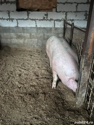 porci de țară rasă de carne  - imagine 3