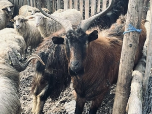 Capre de vânzare Cuiejdiu