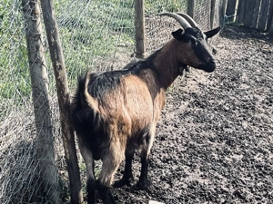 Capre de vânzare Cuiejdiu - imagine 2