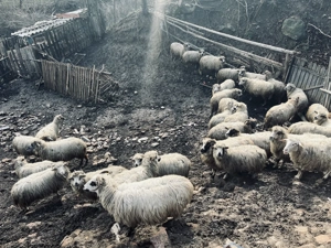 Capre de vânzare Cuiejdiu - imagine 4