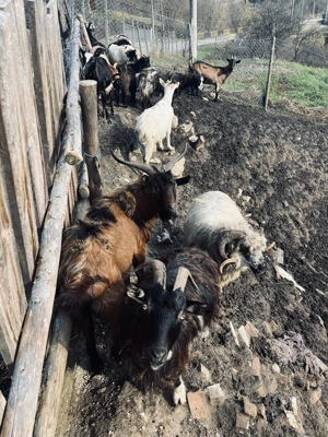 Capre de vânzare Cuiejdiu - imagine 3