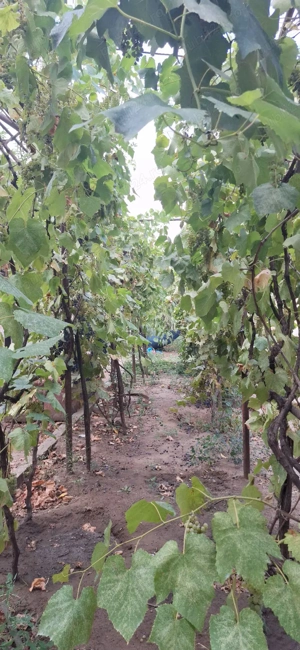 Vand casa in Ciupercenii Noi,jud.Dolj - imagine 9