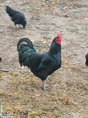 Cocoși Australorp 