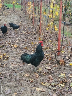 Cocoși Australorp  - imagine 3