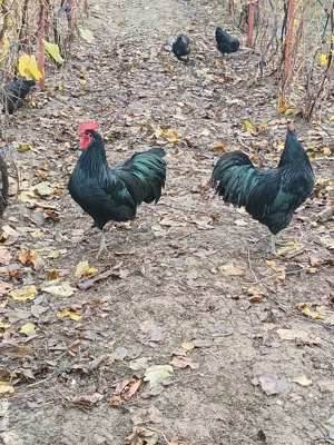 Cocoși Australorp  - imagine 2