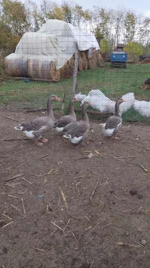 Vând curci, curcani și gâște  - imagine 2
