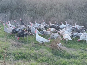 Vând curci, curcani și gâște  - imagine 5