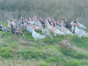 Vând curci, curcani și gâște  - imagine 3