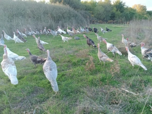 Vând curci, curcani și gâște  - imagine 4