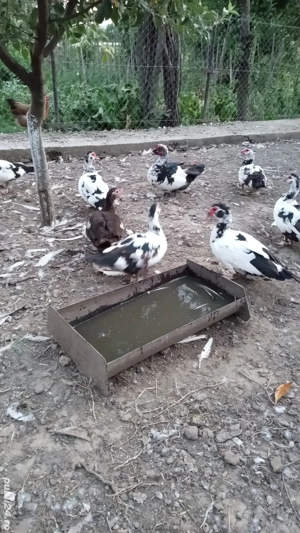 Vând rațe si rățoi lesesc  - imagine 3