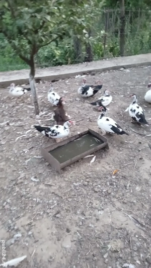 Vând rațe si rățoi lesesc 