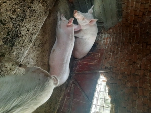 Vind porci intre 130 și 250 kg....comuna Licurici județul Gorj...numărul 46...vind și în carcasa20 k