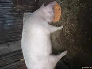Porc de vînzare 