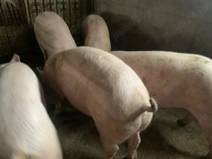 Porci pentru Craciun - imagine 4