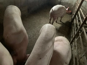 Porci pentru Craciun - imagine 3